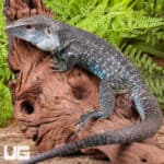 Giant Dusky Ameivas For Sale - Underground Reptiles