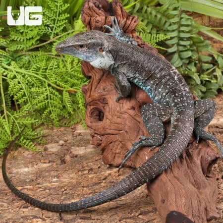 Giant Dusky Ameivas For Sale - Underground Reptiles