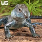 Giant Dusky Ameivas For Sale - Underground Reptiles