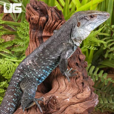 Giant Dusky Ameivas For Sale - Underground Reptiles