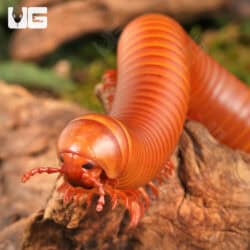Giant Orange Millipede (Diplopoda sp. Giant Orange) for sale - Underground Reptiles
