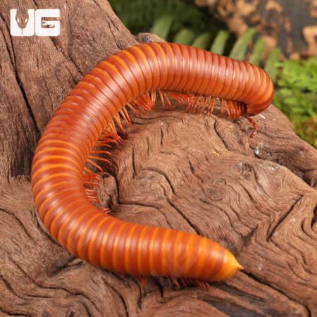 Giant Orange Millipede (Diplopoda sp. Giant Orange) for sale - Underground Reptiles