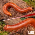 Giant Orange Millipede (Diplopoda sp. Giant Orange) for sale - Underground Reptiles