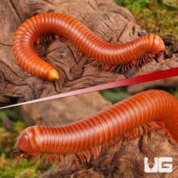 Giant Orange Millipede (Diplopoda sp. Giant Orange) for sale - Underground Reptiles