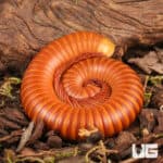 Giant Orange Millipede (Diplopoda sp. Giant Orange) for sale - Underground Reptiles