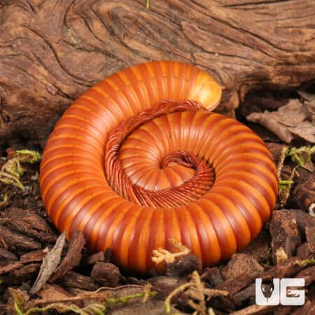 Giant Orange Millipede (Diplopoda sp. Giant Orange) for sale - Underground Reptiles
