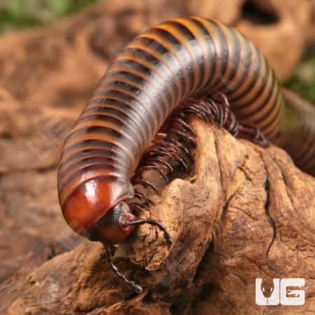 Giant Rainbow Millipede (Diplopoda sp. Giant Rainbow) for sale - Underground Reptiles