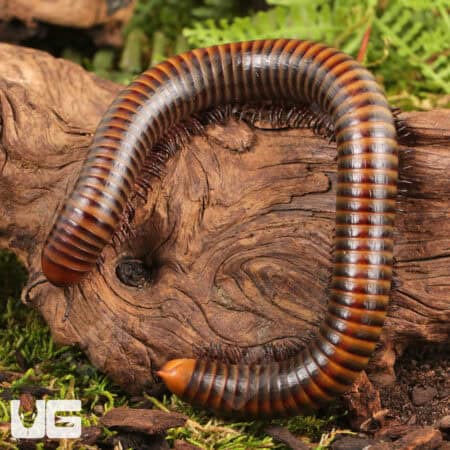Giant Rainbow Millipede (Diplopoda sp. Giant Rainbow) for sale - Underground Reptiles