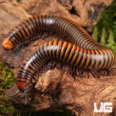 Giant Rainbow Millipede (Diplopoda sp. Giant Rainbow) for sale - Underground Reptiles