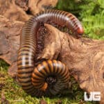 Giant Rainbow Millipede (Diplopoda sp. Giant Rainbow) for sale - Underground Reptiles
