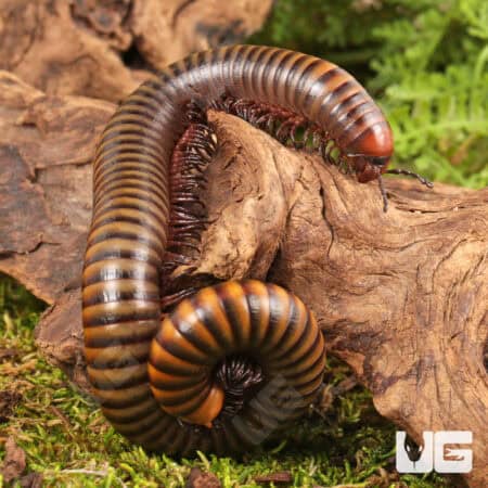Giant Rainbow Millipede (Diplopoda sp. Giant Rainbow) for sale - Underground Reptiles