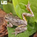 Grey Tree Frog for sale - Underground Reptiles
