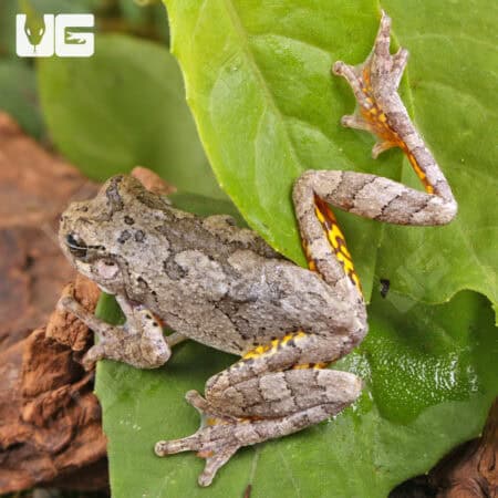 Grey Tree Frog for sale - Underground Reptiles
