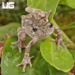 Grey Tree Frog for sale - Underground Reptiles
