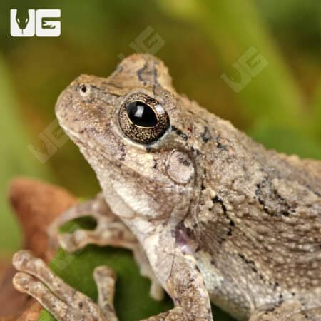 Grey Tree Frog for sale - Underground Reptiles