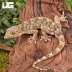Grossmann's Geckos (Gekko grossmanni) for sale - Underground Reptiles