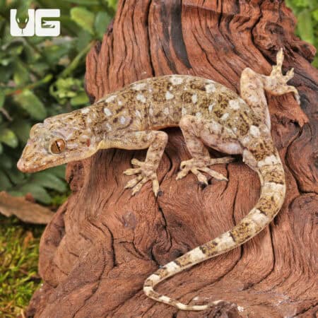 Grossmann's Geckos (Gekko grossmanni) for sale - Underground Reptiles