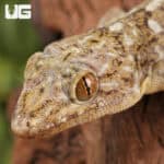 Grossmann's Geckos (Gekko grossmanni) for sale - Underground Reptiles