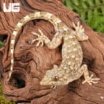 Grossmann's Geckos (Gekko grossmanni) for sale - Underground Reptiles