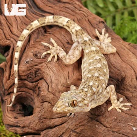 Grossmann's Geckos (Gekko grossmanni) for sale - Underground Reptiles