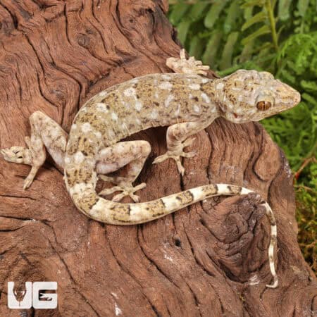 Grossmann's Geckos (Gekko grossmanni) for sale - Underground Reptiles