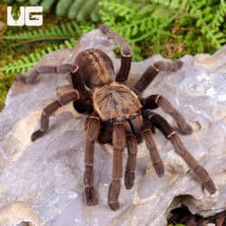 "Ho Chi Minh'' Tarantula (Ornithoctoninae sp. "Ho Chi Minh'') for sale - Underground Reptiles