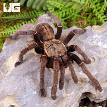 "Ho Chi Minh'' Tarantula (Ornithoctoninae sp. "Ho Chi Minh'') for sale - Underground Reptiles