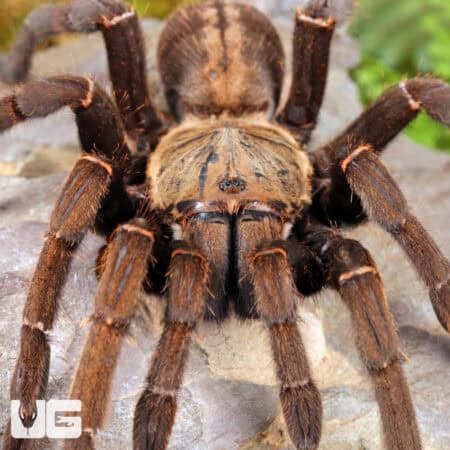 "Ho Chi Minh'' Tarantula (Ornithoctoninae sp. "Ho Chi Minh'') for sale - Underground Reptiles