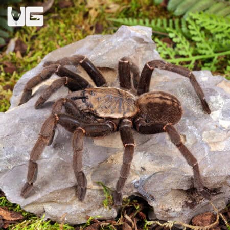 "Ho Chi Minh'' Tarantula (Ornithoctoninae sp. "Ho Chi Minh'') for sale - Underground Reptiles