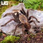 "Ho Chi Minh'' Tarantula (Ornithoctoninae sp. "Ho Chi Minh'') for sale - Underground Reptiles