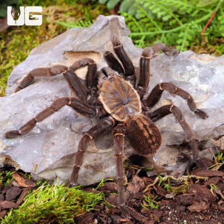 "Ho Chi Minh'' Tarantula (Ornithoctoninae sp. "Ho Chi Minh'') for sale - Underground Reptiles