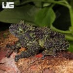 Mossy Tree Frog (Theloderma corticale) For Sale - Underground Reptiles