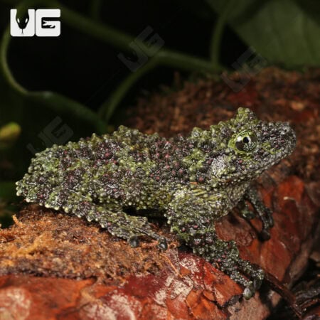 Mossy Tree Frog (Theloderma corticale) For Sale - Underground Reptiles