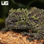 Mossy Tree Frog (Theloderma corticale) For Sale - Underground Reptiles