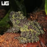 Mossy Tree Frog (Theloderma corticale) For Sale - Underground Reptiles