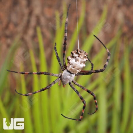 Lobed Argiope Spider (Argiope lobata) For Sale - Underground Reptiles