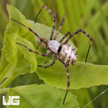 Lobed Argiope Spider (Argiope lobata) For Sale - Underground Reptiles