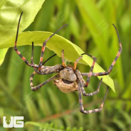Lobed Argiope Spider (Argiope lobata) For Sale - Underground Reptiles