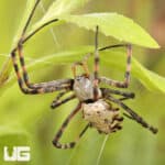 Lobed Argiope Spider (Argiope lobata) For Sale - Underground Reptiles