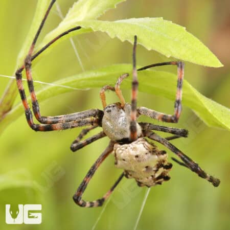Lobed Argiope Spider (Argiope lobata) For Sale - Underground Reptiles