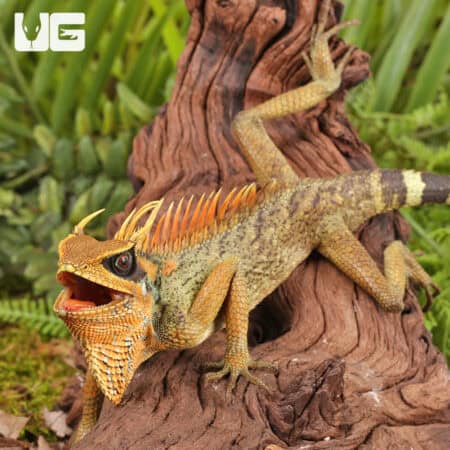Natal Mountain Horned Lizards For Sale - Underground Reptiles