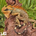 Natal Mountain Horned Lizards For Sale - Underground Reptiles