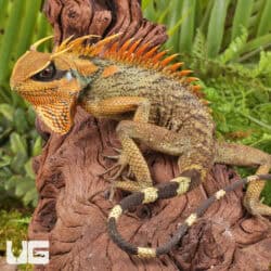 Natal Mountain Horned Lizards For Sale - Underground Reptiles