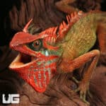 Natal Mountain Horned Lizards For Sale - Underground Reptiles