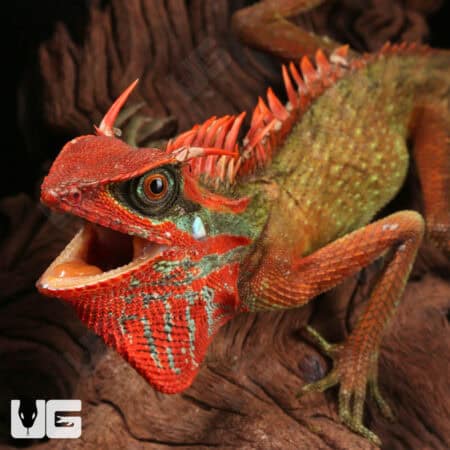 Natal Mountain Horned Lizards For Sale - Underground Reptiles