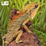 Natal Mountain Horned Lizards For Sale - Underground Reptiles