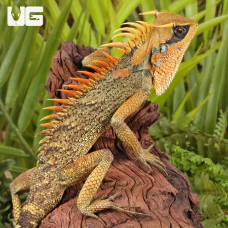Natal Mountain Horned Lizards For Sale - Underground Reptiles
