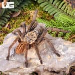 Nhen Dep Earth Tiger Tarantula (Ornithoctoninae sp. "Nhen Dep") For Sale - Underground Reptiles