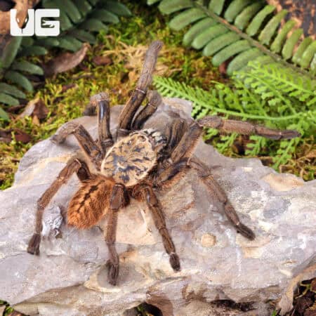 Nhen Dep Earth Tiger Tarantula (Ornithoctoninae sp. "Nhen Dep") For Sale - Underground Reptiles