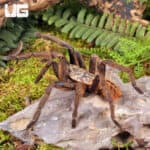 Nhen Dep Earth Tiger Tarantula (Ornithoctoninae sp. "Nhen Dep") For Sale - Underground Reptiles
